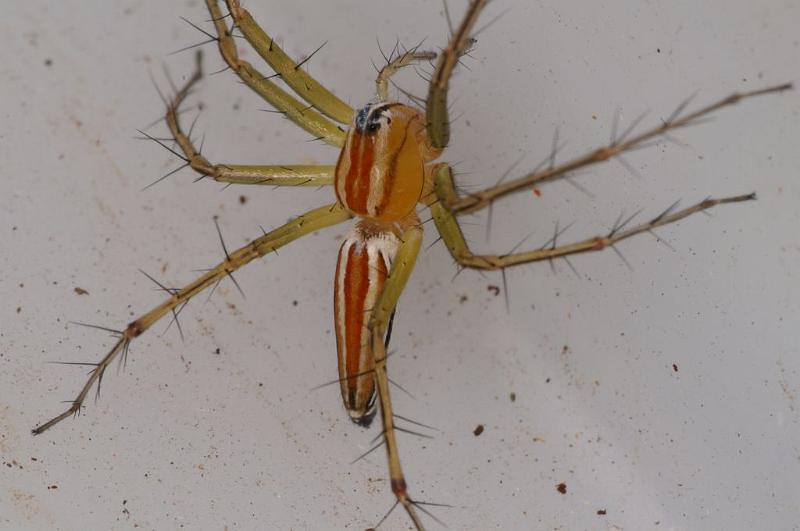 Oxyopes_quadrifasciatus_D7742_Z_87_North Stradbroke island_Australie.jpg